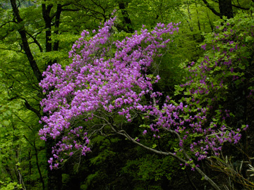 ミツバツツジ交差視