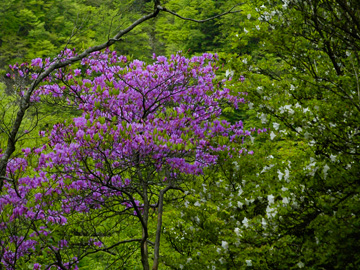 トウゴクミツバツツジ