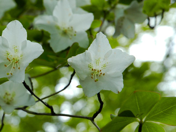 シロヤシオツツジ
