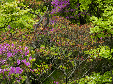 庭園のような風景
