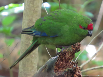 カカリキ　/　Kakariki（Red-crowned Parakeet）