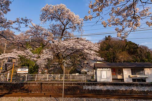 塩之沢駅のソメイヨシノの古木