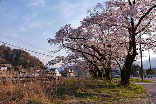線路沿いの桜並木